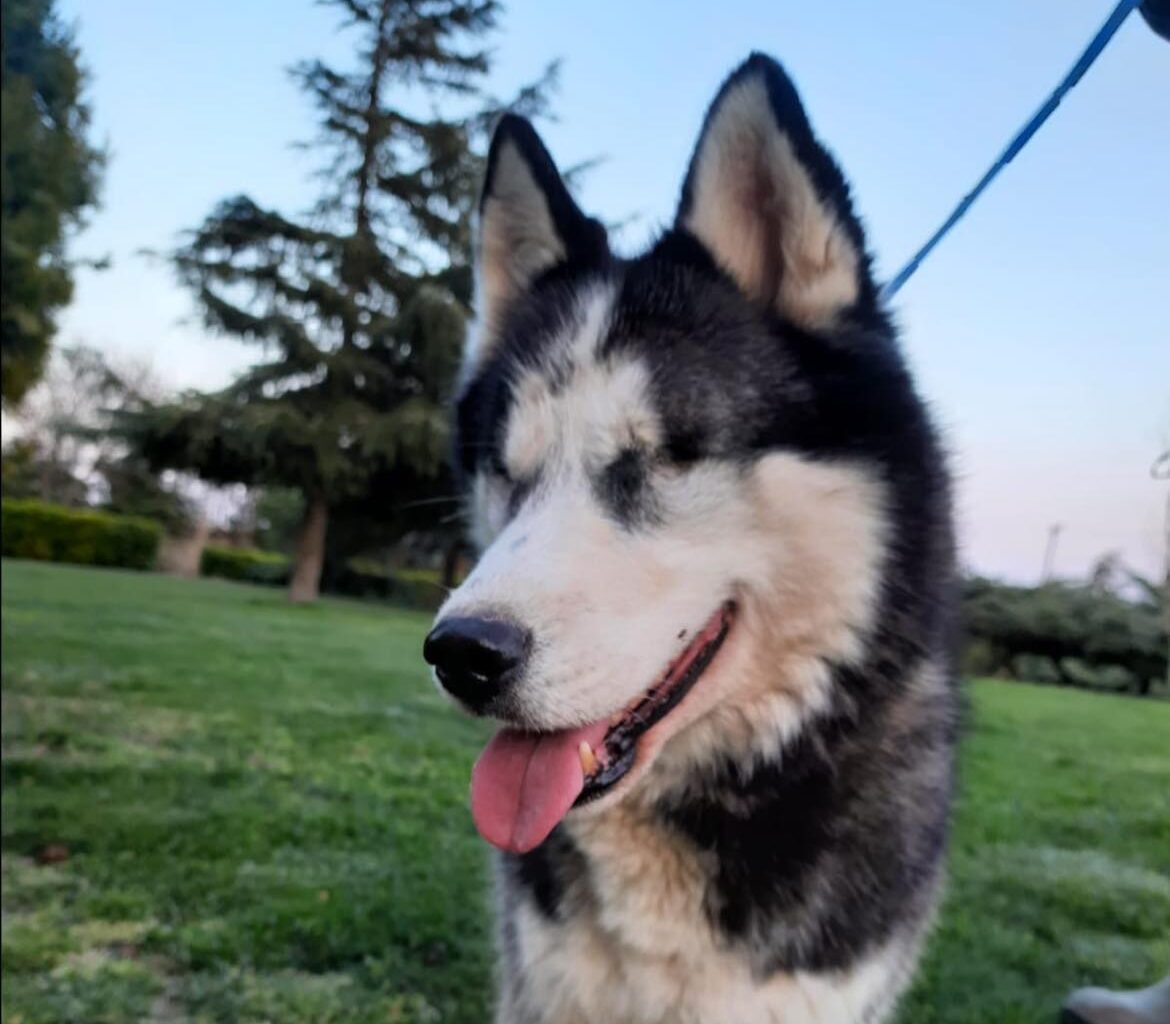 Günes blind… na und, ein Hund mit so viel Lebensfreude Samojede in Not